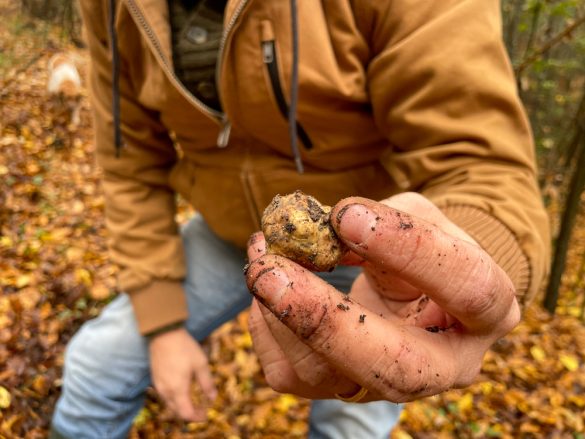 Cosa Fare E Cosa Vedere A San Miniato Il Borgo Toscano Del Tartufo