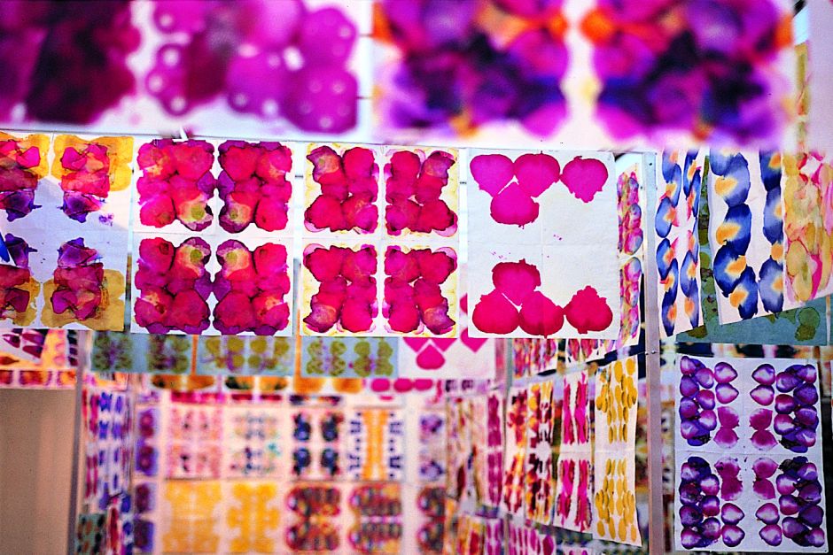 Color Travels through Flowers, Gabriel Orozco
