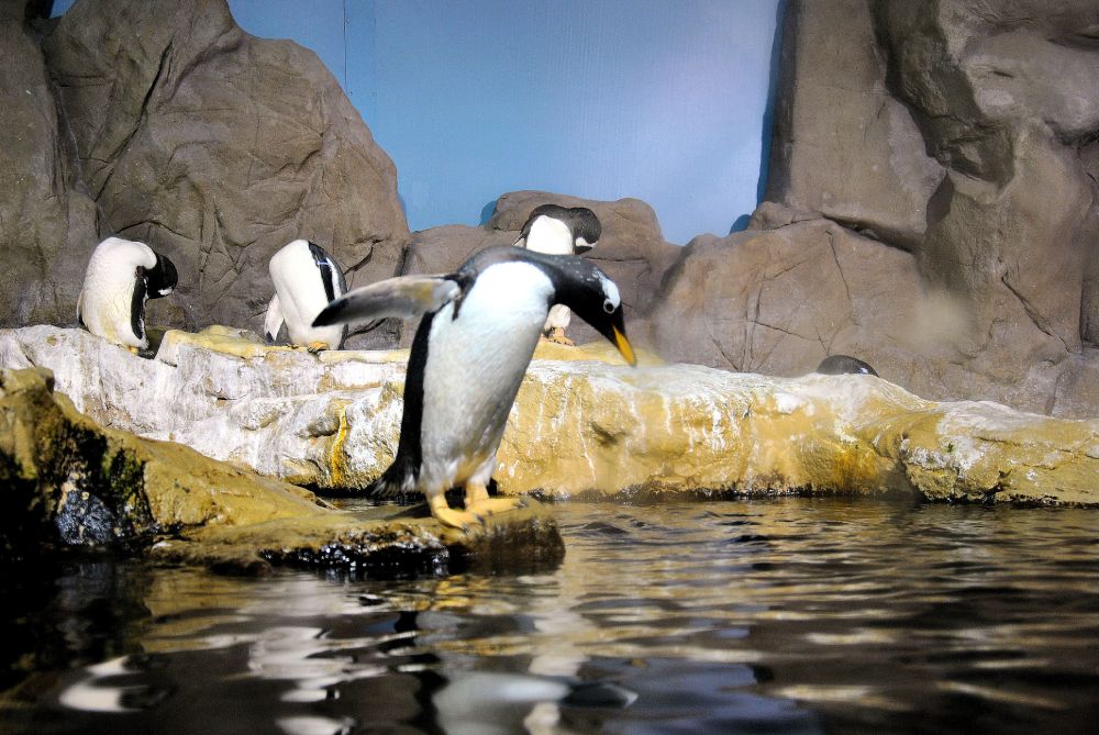 Pinguini all'Acquario di Genova