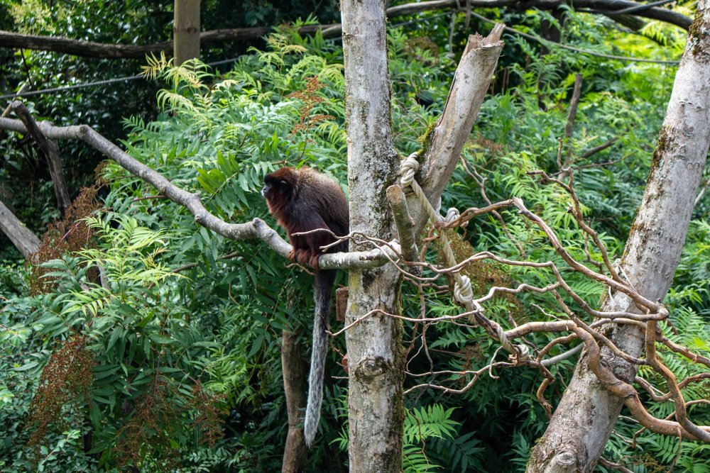 Scimmia fotografata allo Zoo di Mulhouse in Alsazia