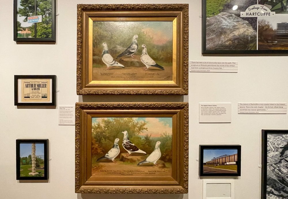 Ritratti di piccioni del pittore Andrew Beer al museo M Shed di Bristol
