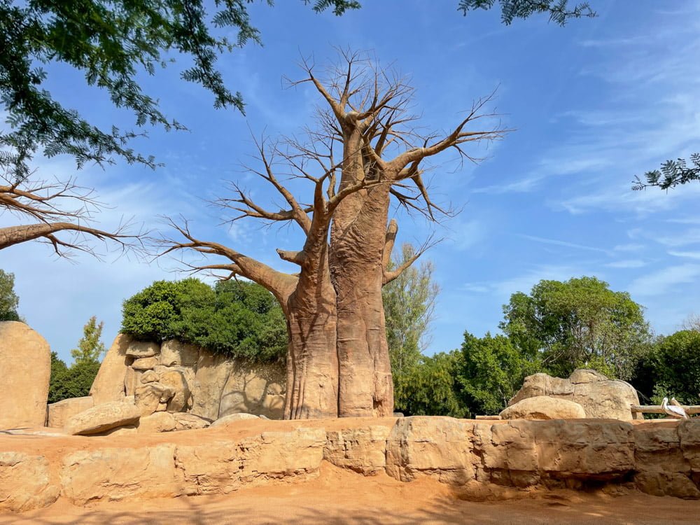 Baobab al BIOPARC Valencia