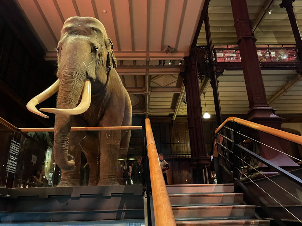 L'elefante asiatico Siam esposto nella Grande Galleria dell'Evoluzione di Parigi