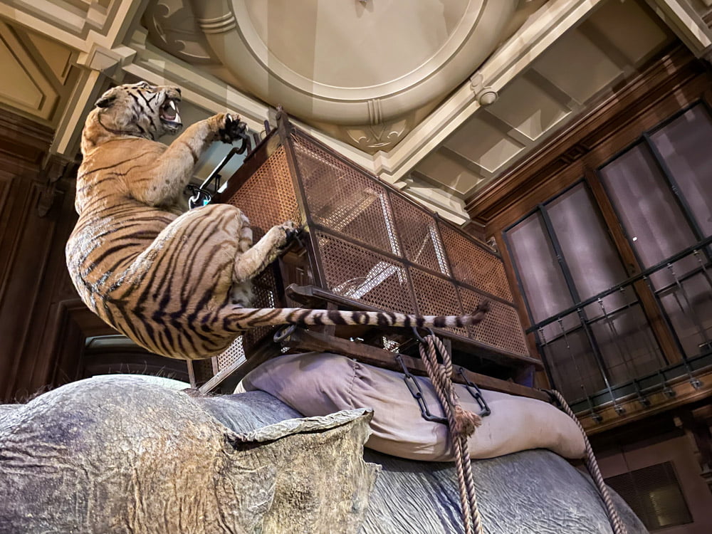 Particolare della tigre che attacca l'elefante alla Grande Galleria dell'Evoluzione di Parigi