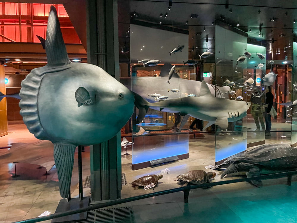 Alcuni pesci esposti nella Grande Galleria dell'Evoluzione di Parigi