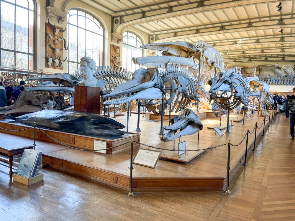 Scheletri di animali esposti nella Galerie de Paléontologie et d’Anatomie Comparée di Parigi