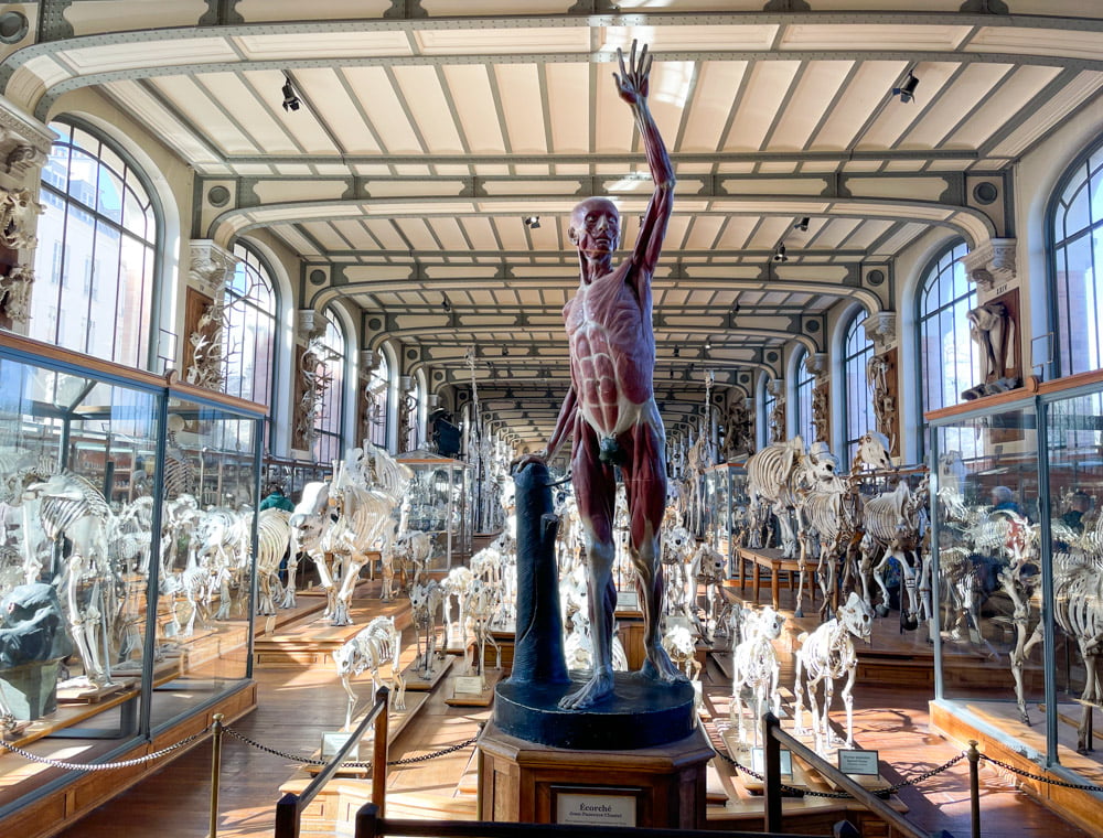 La sala dedicata all'anatomia comparata nella Galleria di Paleontologia e Anatomia Comparata di Parigi
