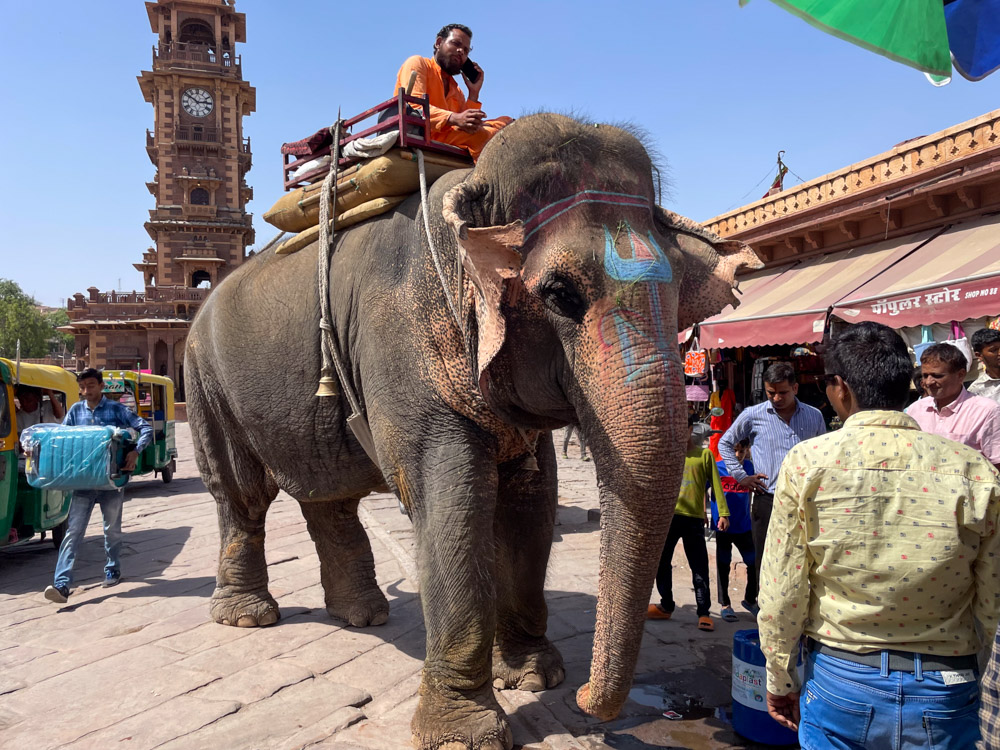 Un elefante nel centro storico di Jodhpur