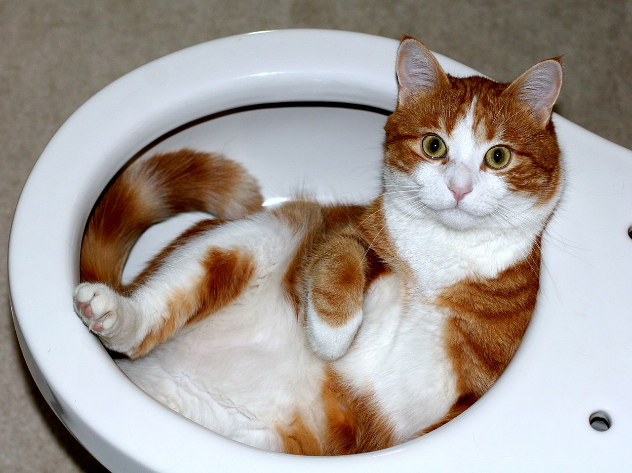 Questo simpatico gatto ha deciso di usare il bidet come divano