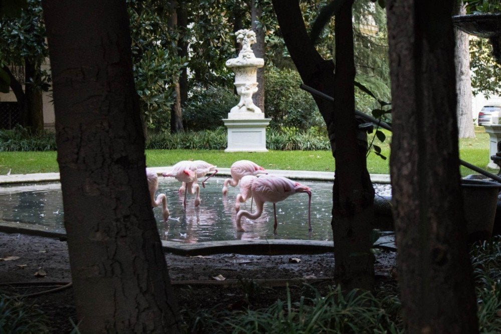 Fenicotteri rosa chiaro di Villa Invernizzi a Milano