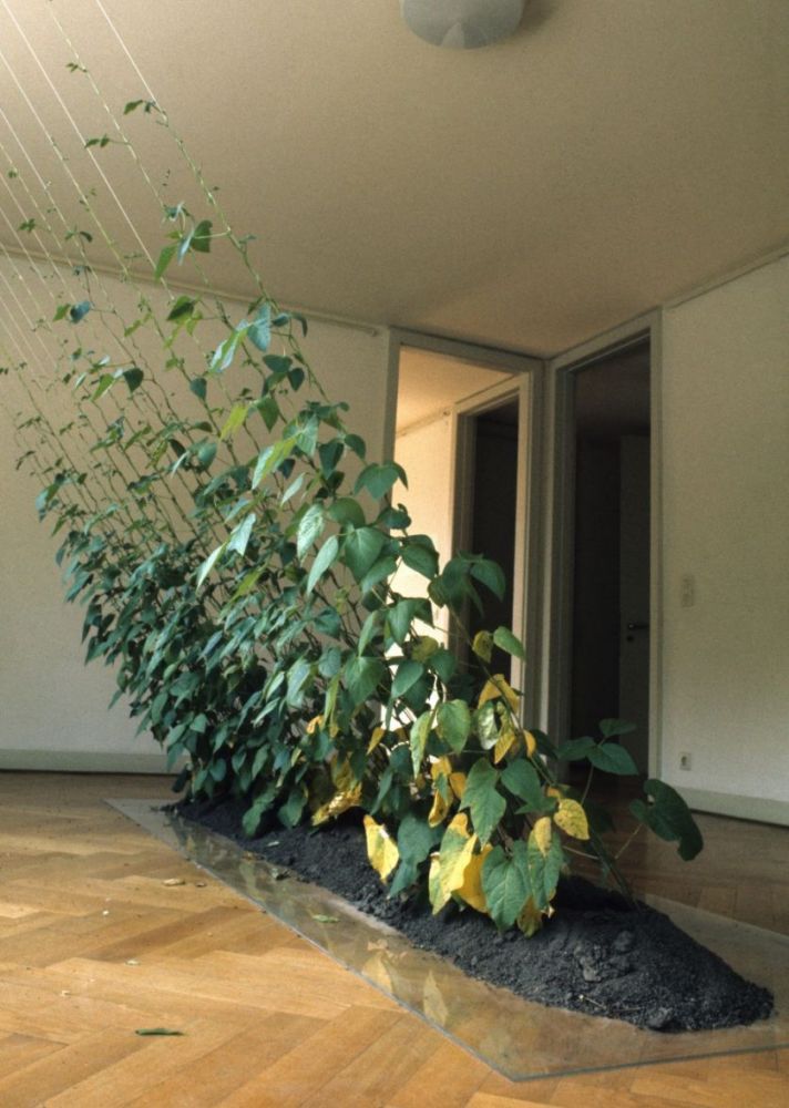 Directed Growth, Hans Haacke
