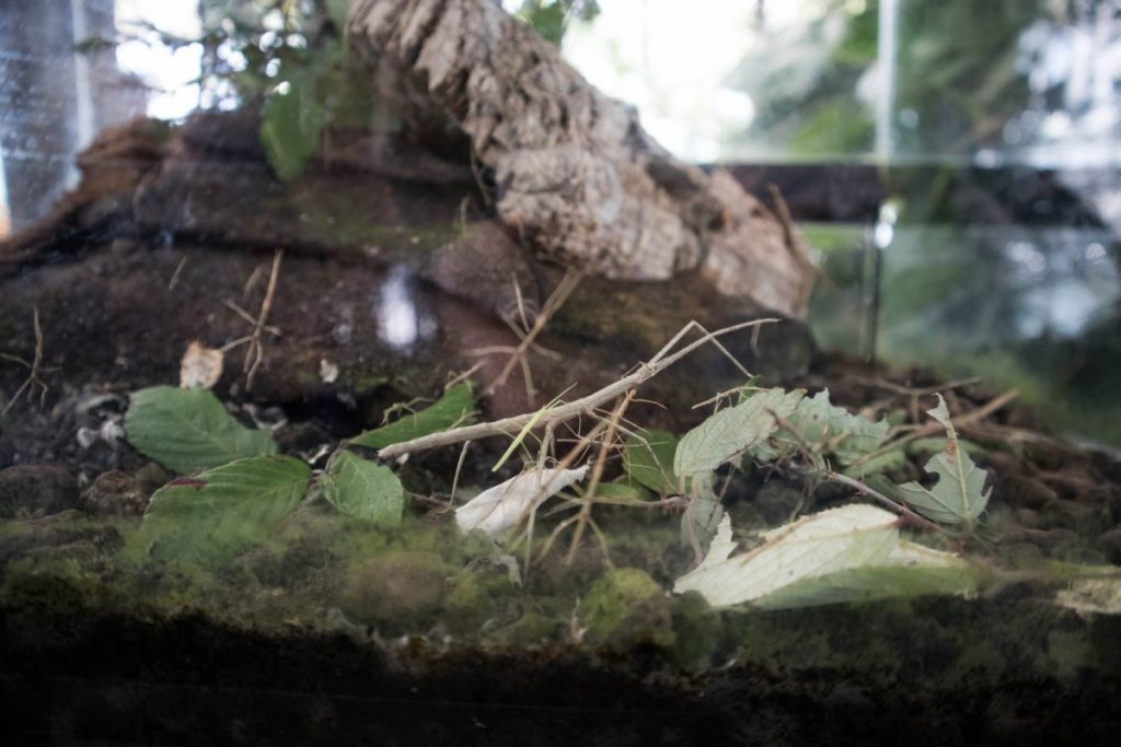 Insetti stecco di Annam adulti e figli alla Biosfera di Genova