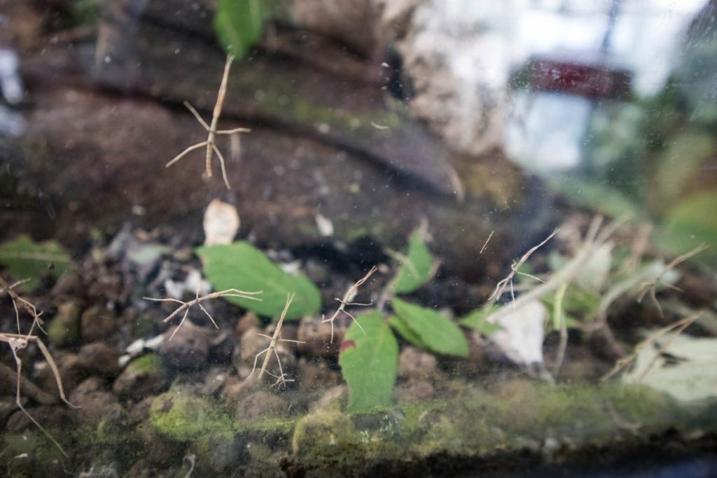 Piccoli di insetto stecco di Annam alla Biosfera di Genova