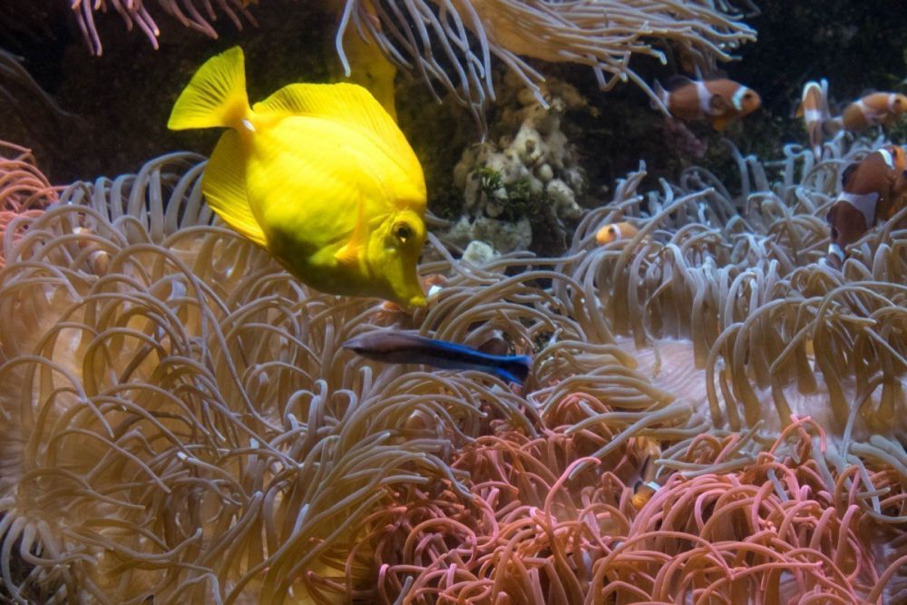Pesce giallo e anemoni di mare all'Acquario di Genova